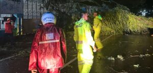 Pohon Tumbang Tutup Jalan Trans Sulawesi di Mamuju