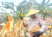 Kapolda Sulbar Hadiri Panen Raya Jagung, Dukung Swasembada Pangan 2025