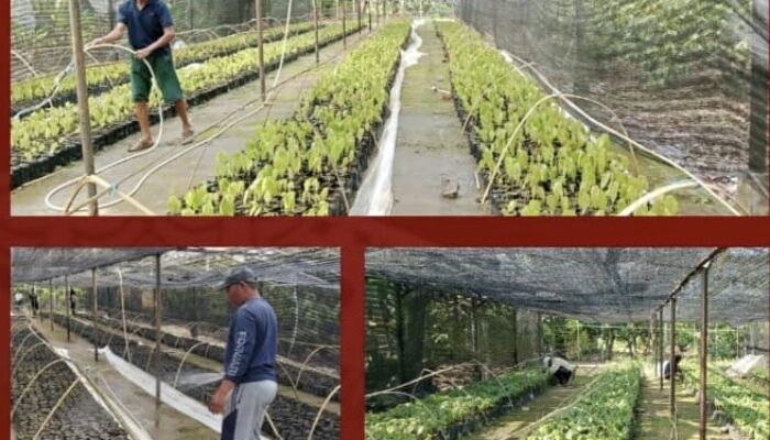 Dorong Swasembada Bibit Kakao, Dinas Perkebunan Sulbar Produksi 10.000 Bibit Kakao