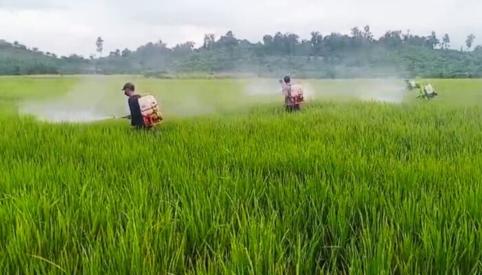 Pengendalian OPT Efektif, Produksi Padi Tommo Tetap Terjaga