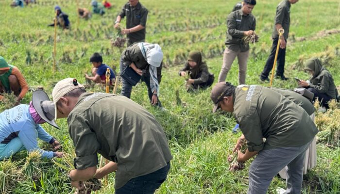 Optimisme Petani Hortikultura, Bantuan Benih Bawang Merah kini Mendatangkan Hasil