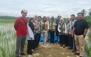 Kekeringan Landa 2,31 Hektar Sawah di Mapilli, Pemprov Sulbar Respons Cepat dengan Bantuan Benih