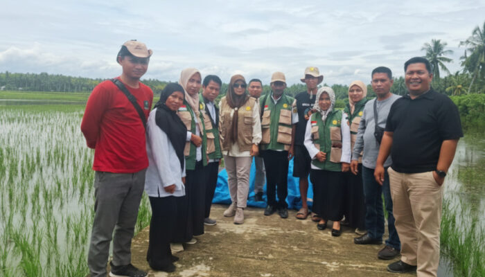 Kekeringan Landa 2,31 Hektar Sawah di Mapilli, Pemprov Sulbar Respons Cepat dengan Bantuan Benih