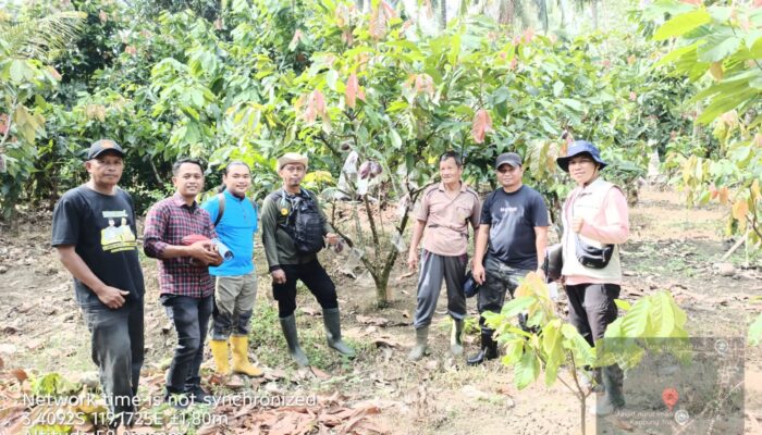 Pemprov Sulbar dan Ditjenbun Percepat Penetapan Kebun Sumber Benih Kakao untuk Petani