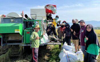 UPTD BBTPH Sulbar Mulai Panen Calon Benih Padi Inbrida di BBI Lantora, Targetkan 30 Ton Benih Berkualitas