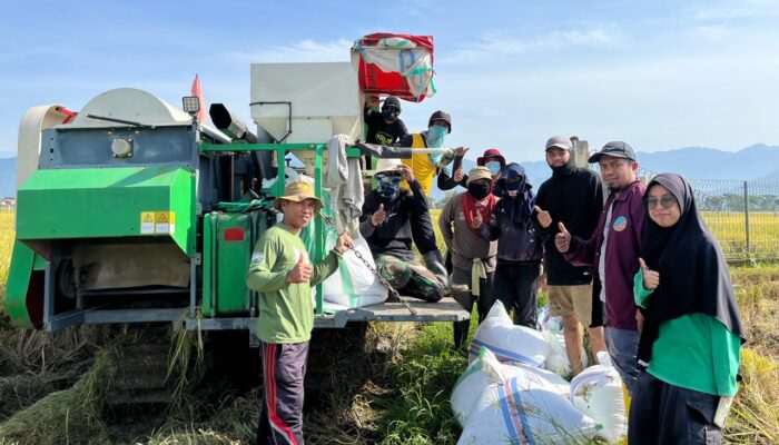 UPTD BBTPH Sulbar Mulai Panen Calon Benih Padi Inbrida di BBI Lantora, Targetkan 30 Ton Benih Berkualitas
