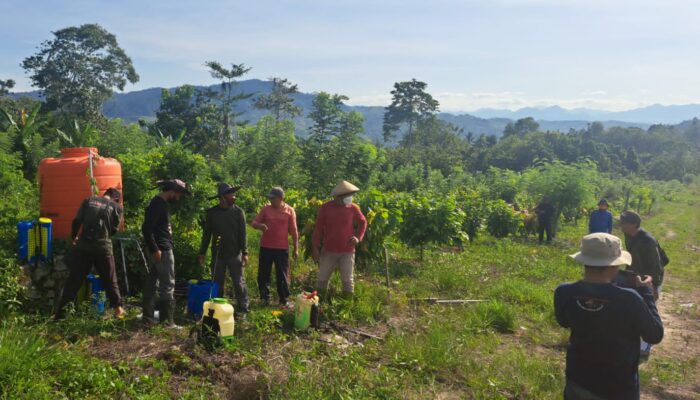Penyemprotan Insektisida dan Pupuk NPK di Kebun Kakao Batu Panga Da’ala, UPTD Sulbar Cegah Penyakit VSD