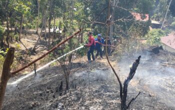 Damkar Sulbar dan Tim Gabungan Padamkan Kebakaran Lahan yang Ancam Permukiman di Rangas