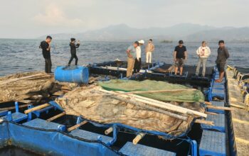 Potensi Budidaya Laut Karampuang Menjanjikan, Kerapu dan Lobster Jadi Andalan