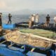 Potensi Budidaya Laut Karampuang Menjanjikan, Kerapu dan Lobster Jadi Andalan