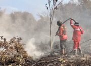 Asap Tebal di Pangale Mateng, BPBD Sulbar Telusuri Sumbernya