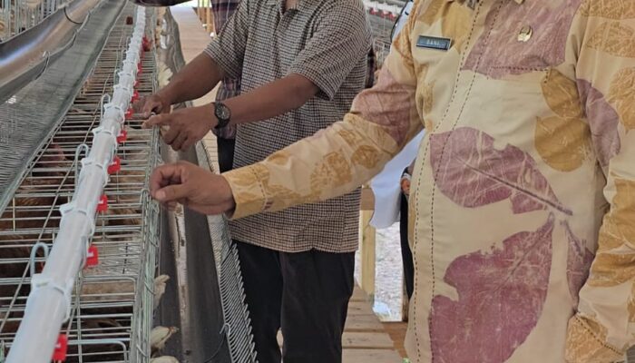Tekan Beban Pakan Ternak, Pemprov Sulbar Fasilitasi 438 Ton SPHP Jagung bagi Peternak